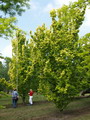Ulmus carpinifolia